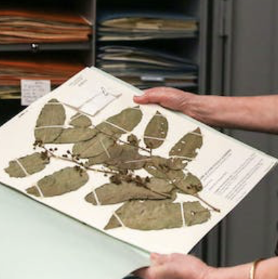 Duke’s Herbarium Is One Of The Best In The World, And A Donor Offered Millions To Keep It Going